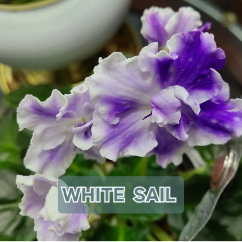 White Sail African Violet, Indoor Plant, African Violet
